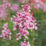 Gros plan sur une fleur de lilas Bloomerang Ballet.