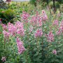 Bloomerang Ballet, un arbuste de lilas à fleurs roses, orne le jardin.