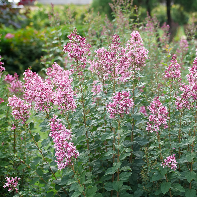 Bloomerang Ballet, un arbuste de lilas à fleurs roses, orne le jardin.