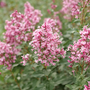 Le lilas Bloomerang Ballet fleurit dans le jardin.