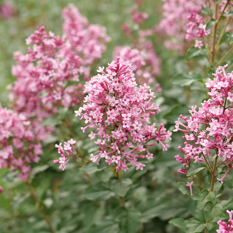 Le lilas Bloomerang Ballet fleurit dans le jardin.