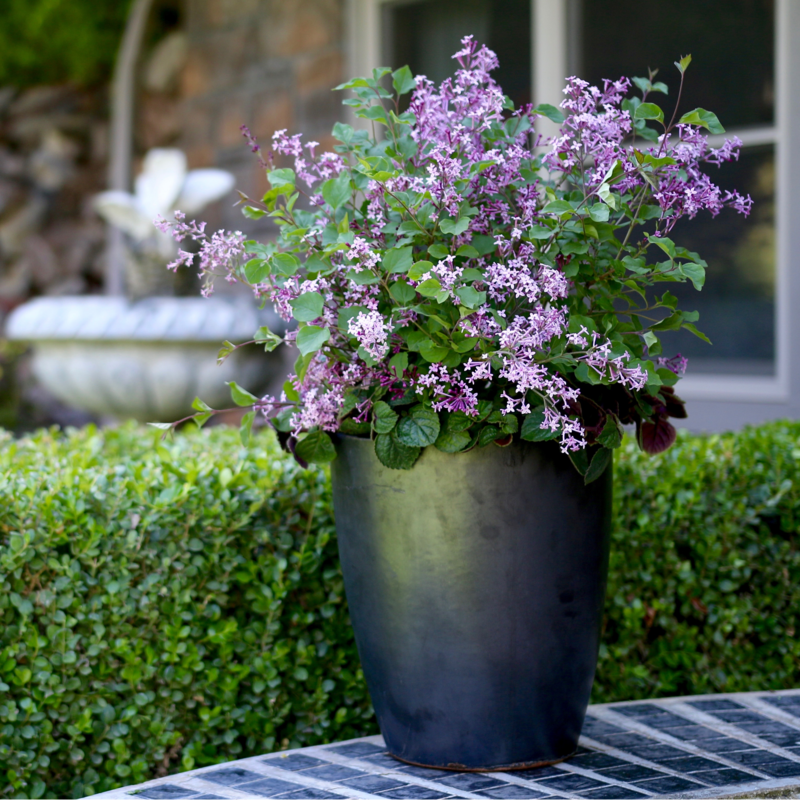 lavender lilac tree Bloomerang Dark Purple Reblooming Lilac (Syringa)