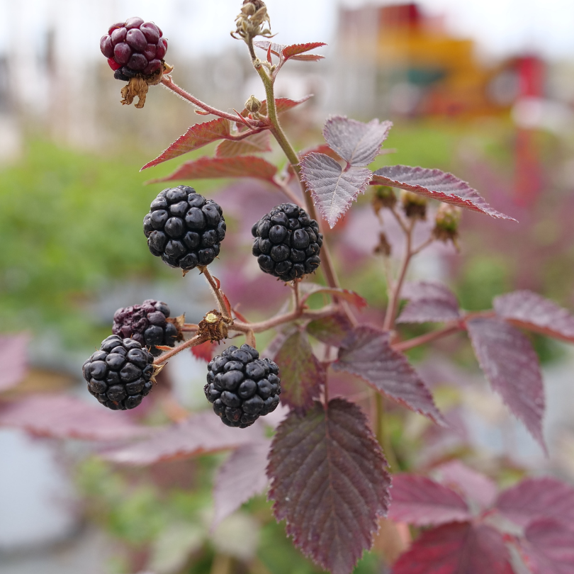 De magnifiques framboises sur un Taste of Heaven