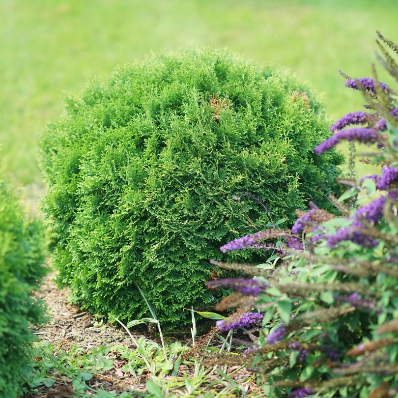 Tater Tot Arborvitae (Thuja) shrub with green foliage in a neat round ball planted next to Buddleia