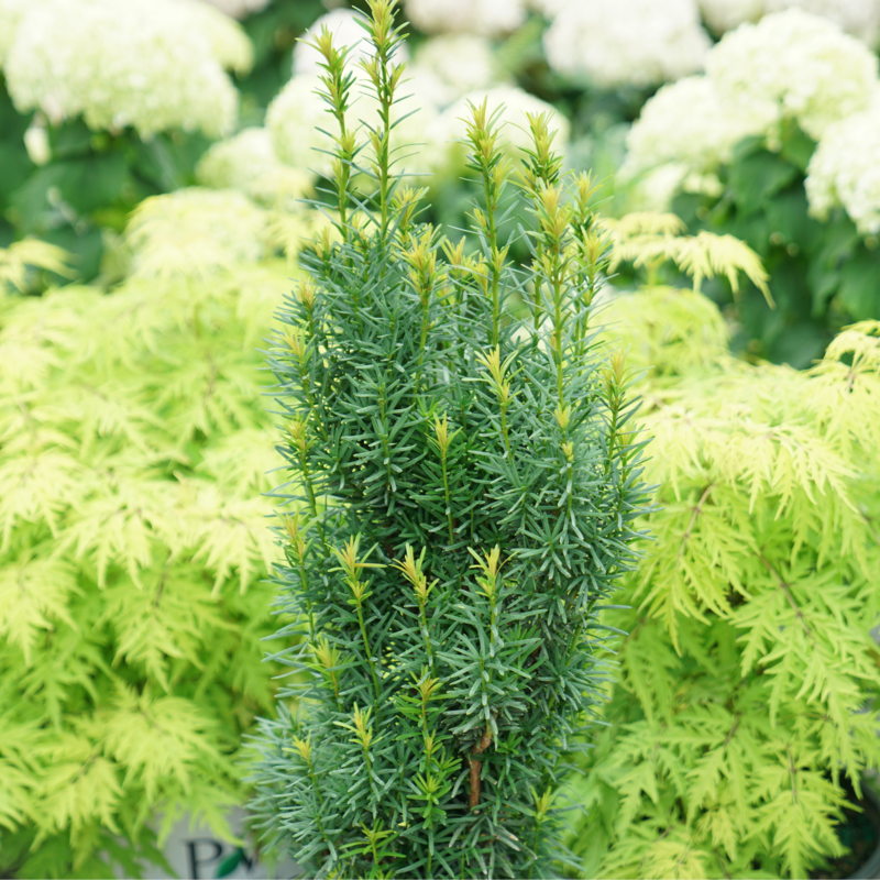 New growth on Stonehenge Skinny Yew in front of contrasting foliage. 