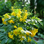Chicklet Gold Trumpet Bush shrub with yellow blooms in summer.