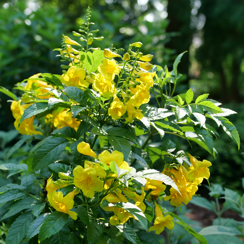 Chicklet Gold Trumpet Bush shrub with yellow blooms in summer.