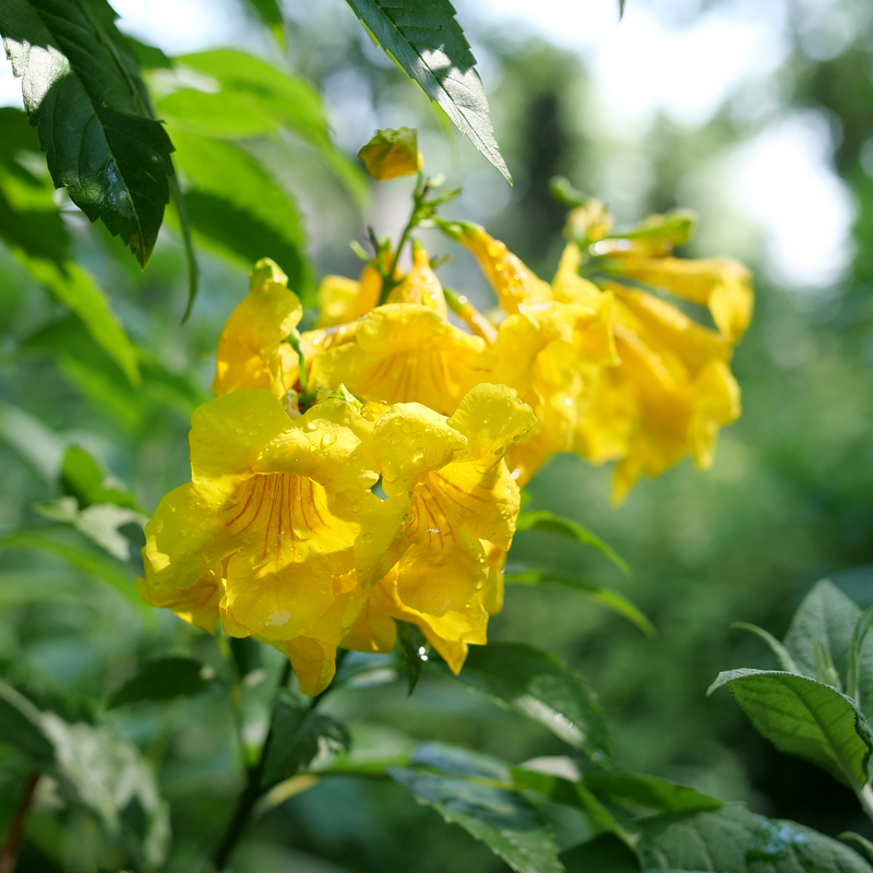 Close up of Chicklet Gold Trumpet Bush shrub with cheery yellow flowers in summer.