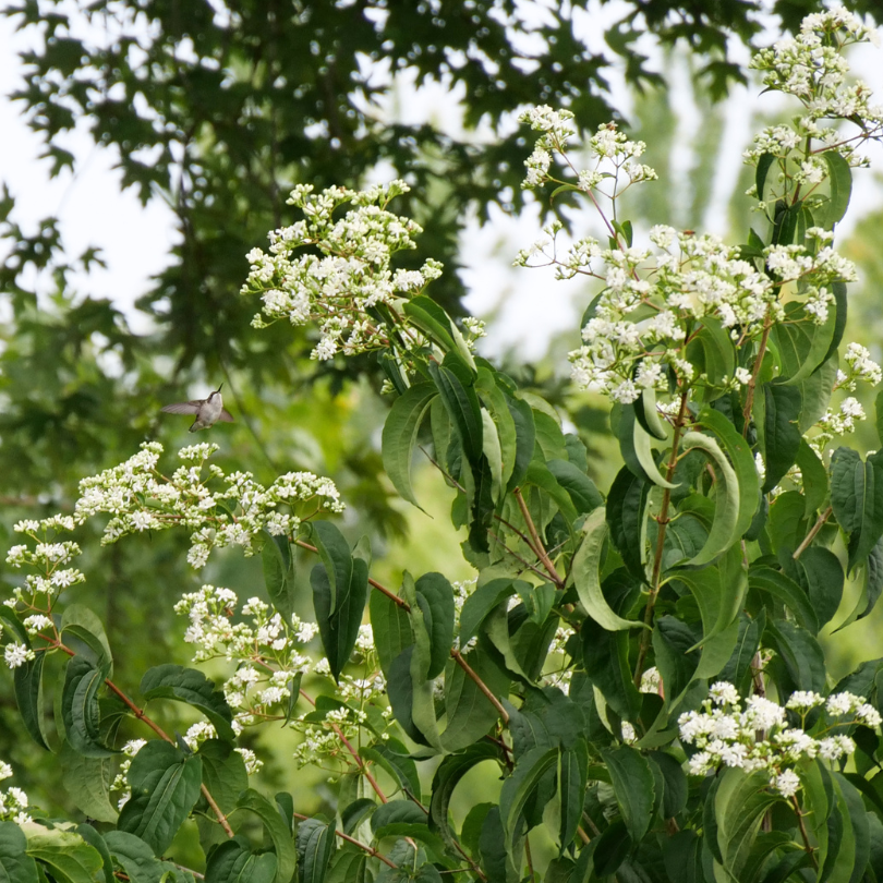 Hummingbird fluttering near a seven son flower