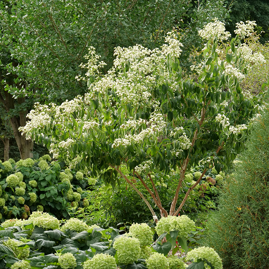 White flowers on a seven son flower tree