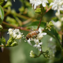 Up close image of bee feeding on seven son flower