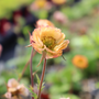 Gros plan sur une fleur de geum jaune orangé vif dans la serre
