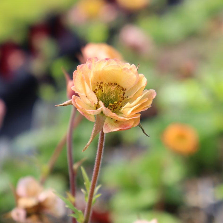 Gros plan sur une fleur de geum jaune orangé vif dans la serre