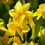 Close-up of miniature Tete-a-Tete yellow daffodils with a blurred green background