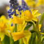 Close-up of miniature Tete-a-Tete yellow daffodils with a blurred green background