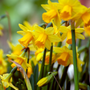 Close-up of miniature Tete-a-Tete yellow daffodils with a blurred green background