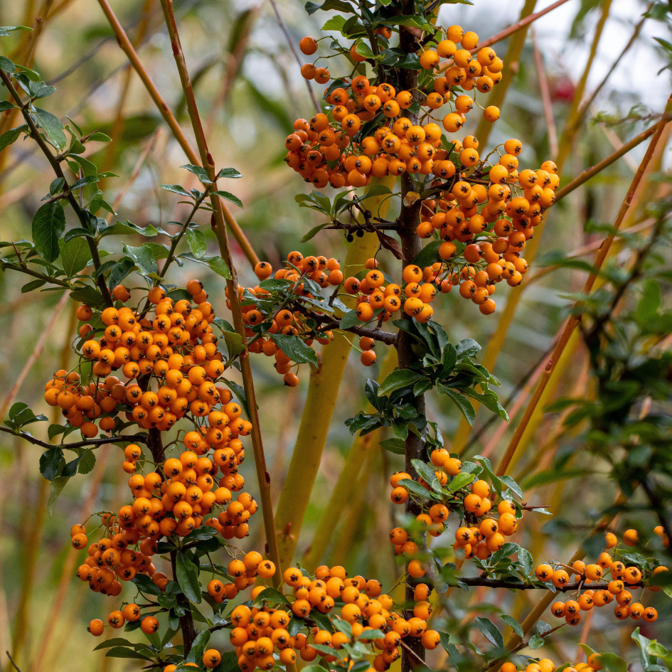 Close up image of golden teton firethorn berries