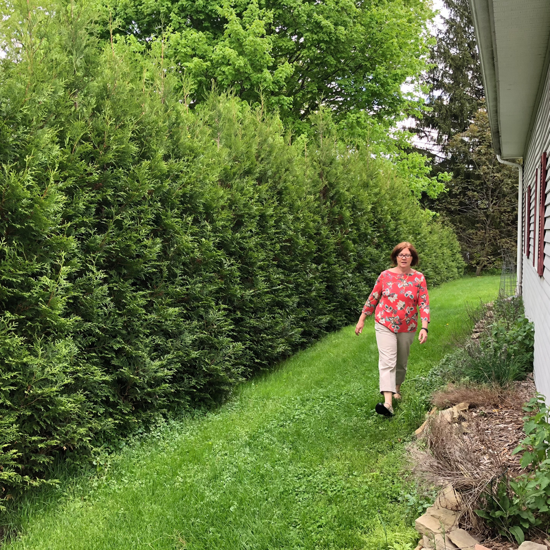 Full Speed A Hedge American Pillar offers privacy