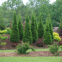 Cluster of North Pole Arborvitae in the landscape. 