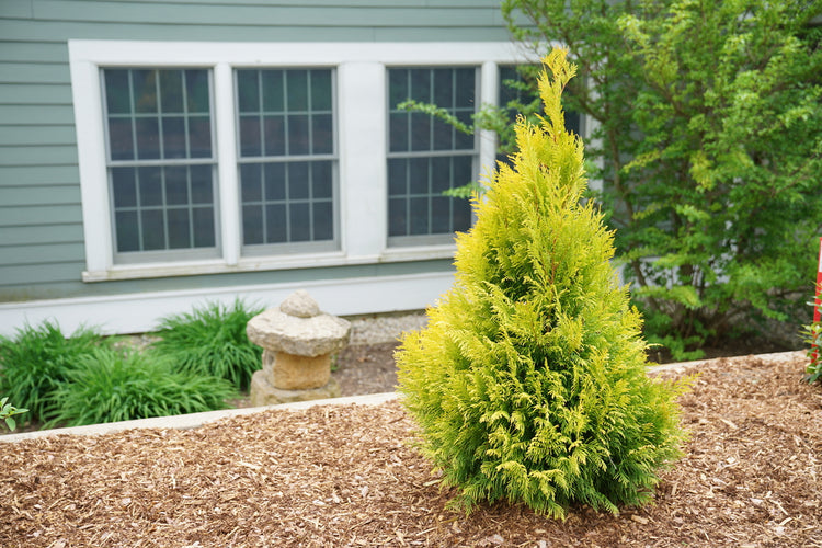 planting arborvitae near house Fluffy® Arborvitae For Sale