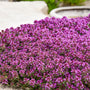 Red creeping thyme is drought tolerant and easy to grow