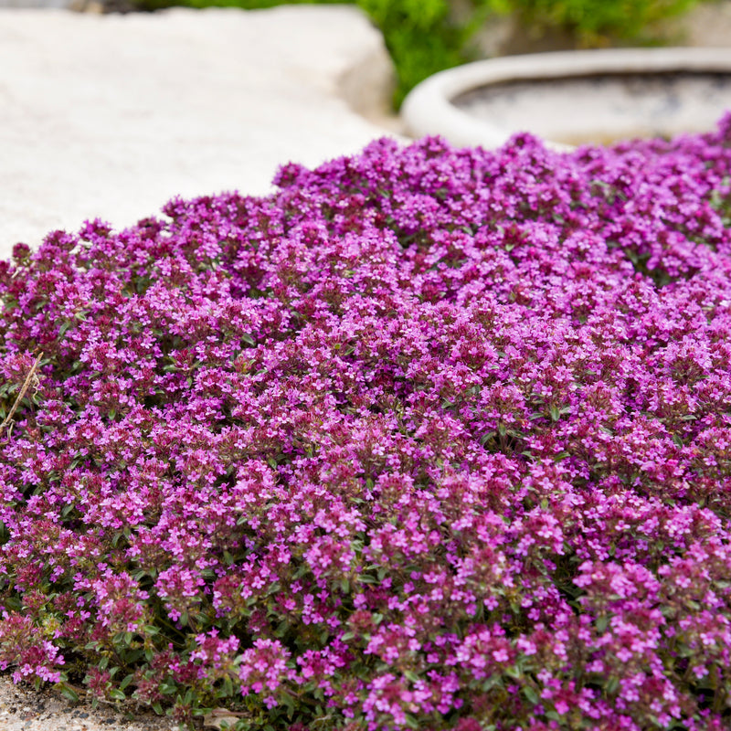 Red creeping thyme is drought tolerant and easy to grow