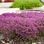 Red Creeping Thyme is a great lawn alternative with red flowers