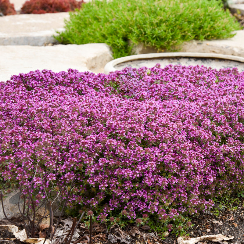 Red Creeping Thyme is a great lawn alternative with red flowers