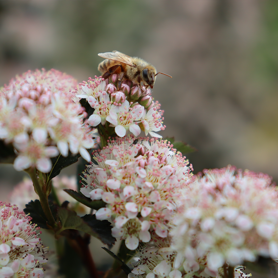 Abeille butinant le nectar d'une fleur de physocarpe