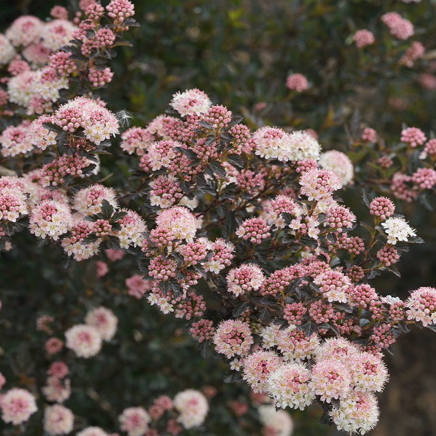 Gros plan sur des fleurs de physocarpe roses et blanches