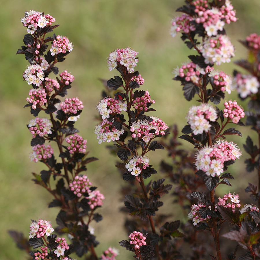 tiges de physocarpe à vin minuscule, d'un violet foncé, avec des fleurs roses