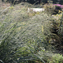 Totem Pole grass lined in a perennial garden bed