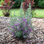 Purple flowering Texas sage in a garden setting with mulch and grass in the background
