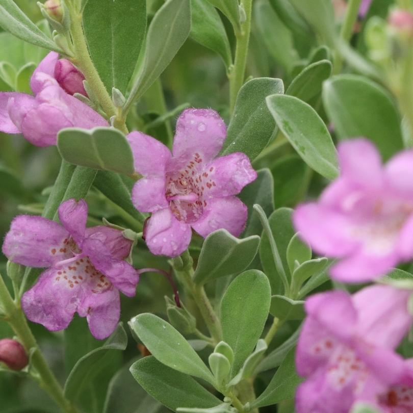 Close-up of Silver Texas Sage pink flowers with silvery-green leaves