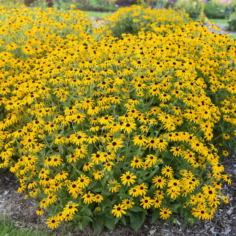 Des monticules de rudbeckias jaune vif à cœur brun dans un parterre de jardin