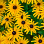 Fleurs de rudbeckia jaune vif avec des cœurs bruns proéminents
