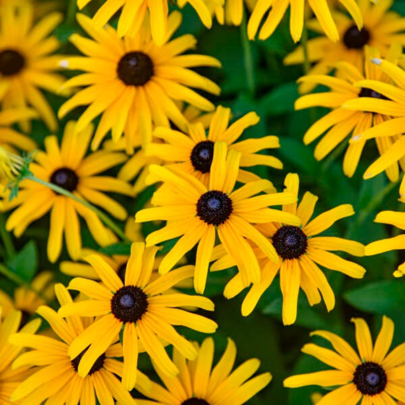 Fleurs de rudbeckia jaune vif avec des cœurs bruns proéminents