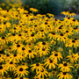Champ de fleurs de rudbeckia jaunes à cœur brun