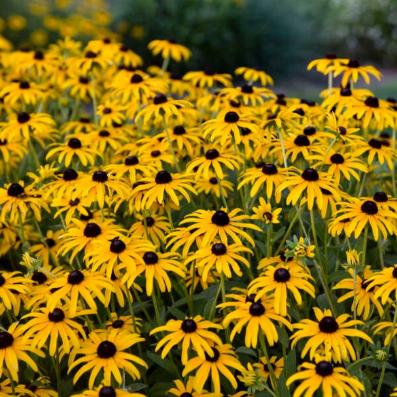 Champ de fleurs de rudbeckia jaunes à cœur brun