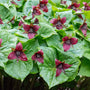 Close-up of red trillium flowers with green leaves in a woodland garden