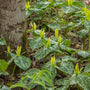 Yellow trillium flowers in a woodland garden
