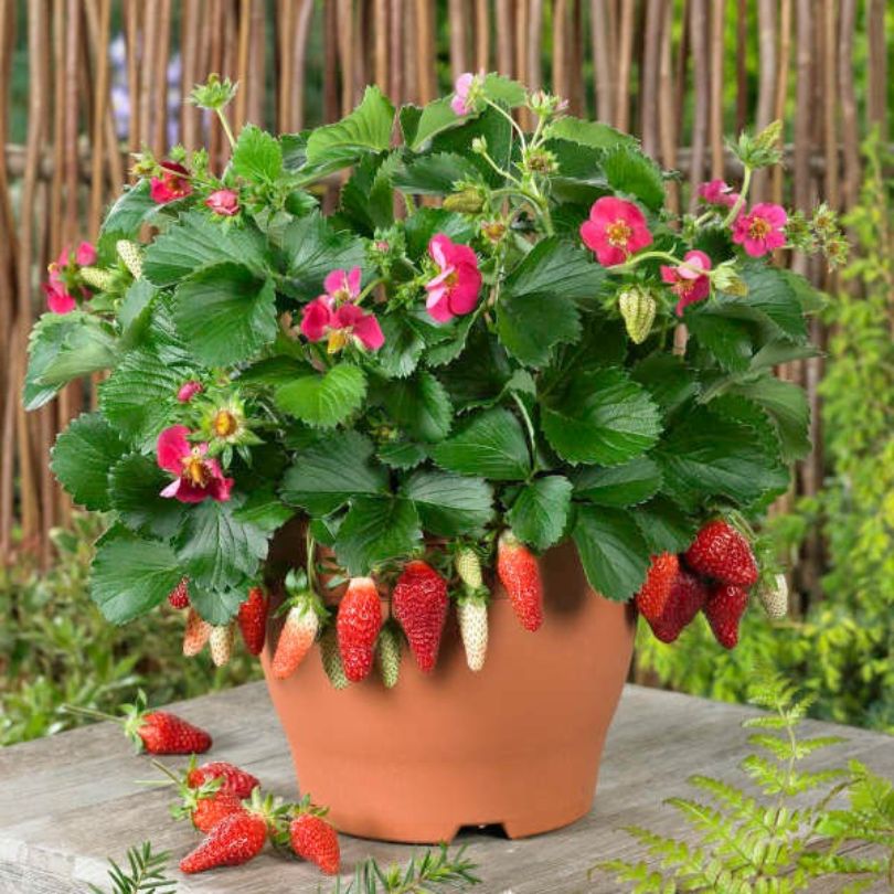 Potted everbearing strawberry plant with strawberries and pink flowers on a wooden surface