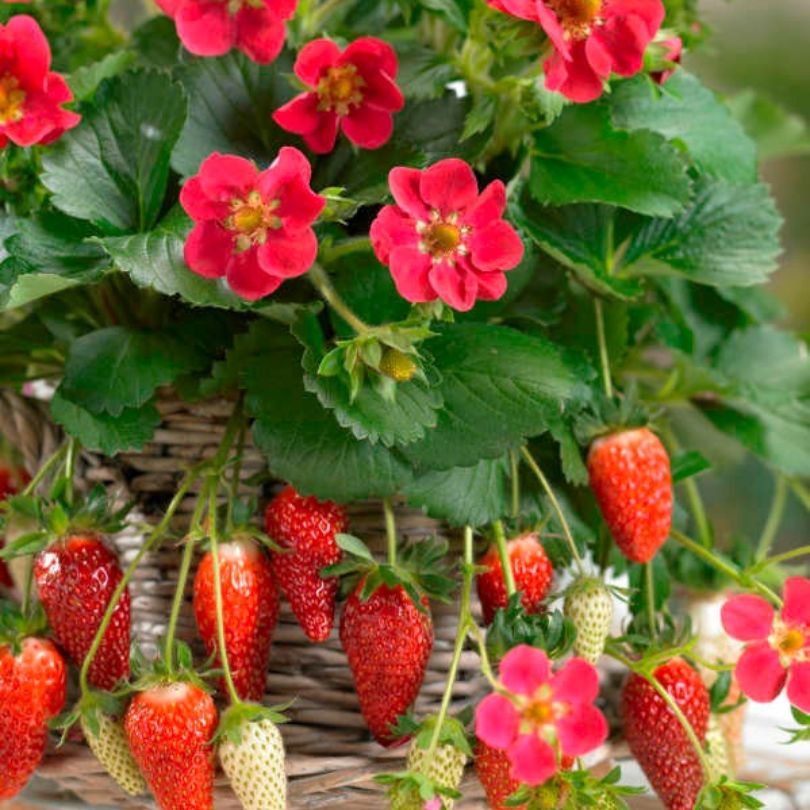 Strawberry plant with red flowers and strawberries in a woven basket.
