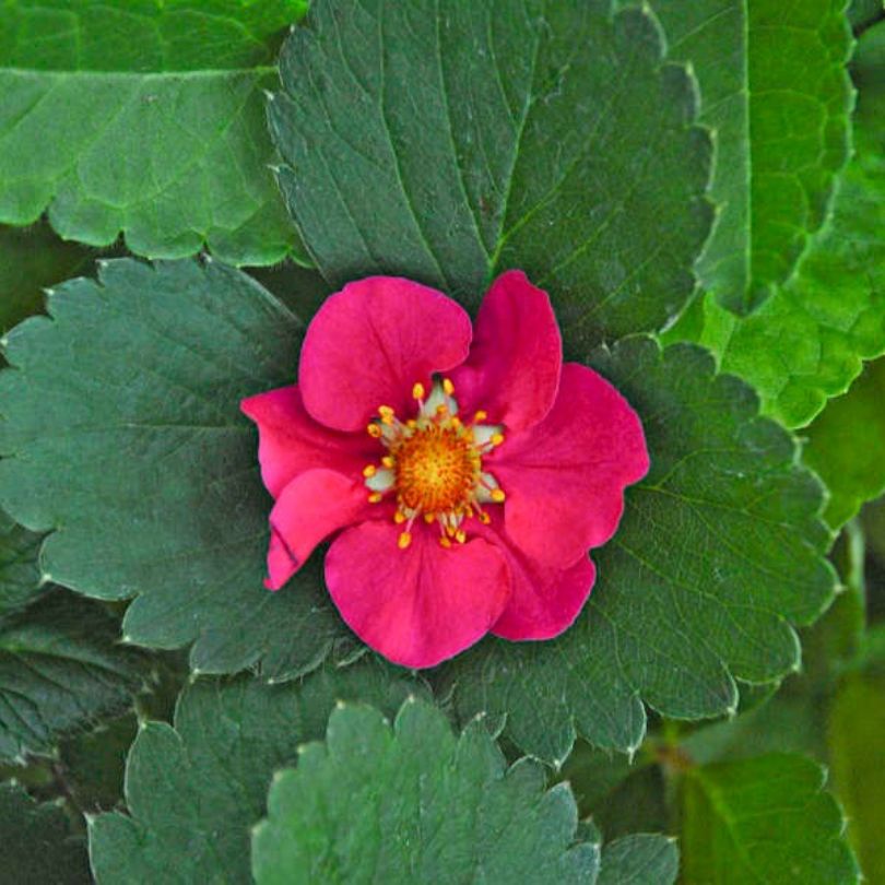 Close up image of 'Tristan' everbearing strawberry flowers