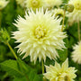 Gros plan sur une fleur de dahlia vert clair 'Trooper Dan' avec des feuilles vertes en arrière-plan
