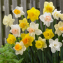 Colorful yellow and white daffodils in a garden setting with a wooden fence in the background.