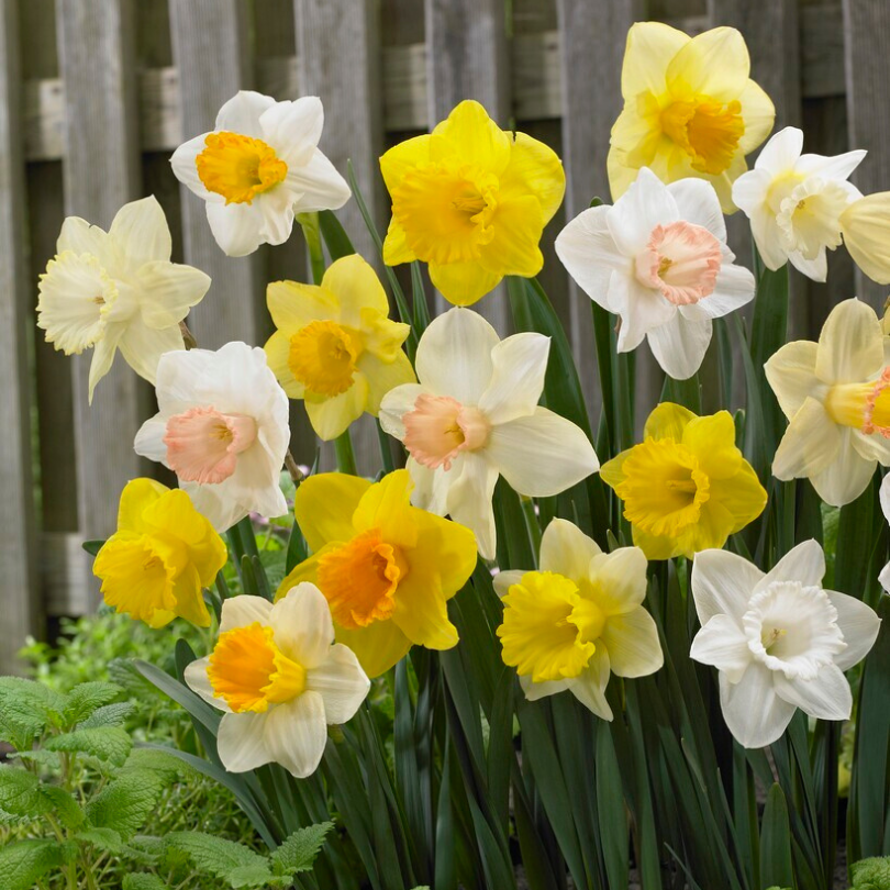 Colorful yellow and white daffodils in a garden setting with a wooden fence in the background.