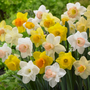 Colorful mix of daffodils with yellow, white, and light pink flowers.