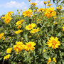 bright yellow blooms from false sunflower in a sunny garden