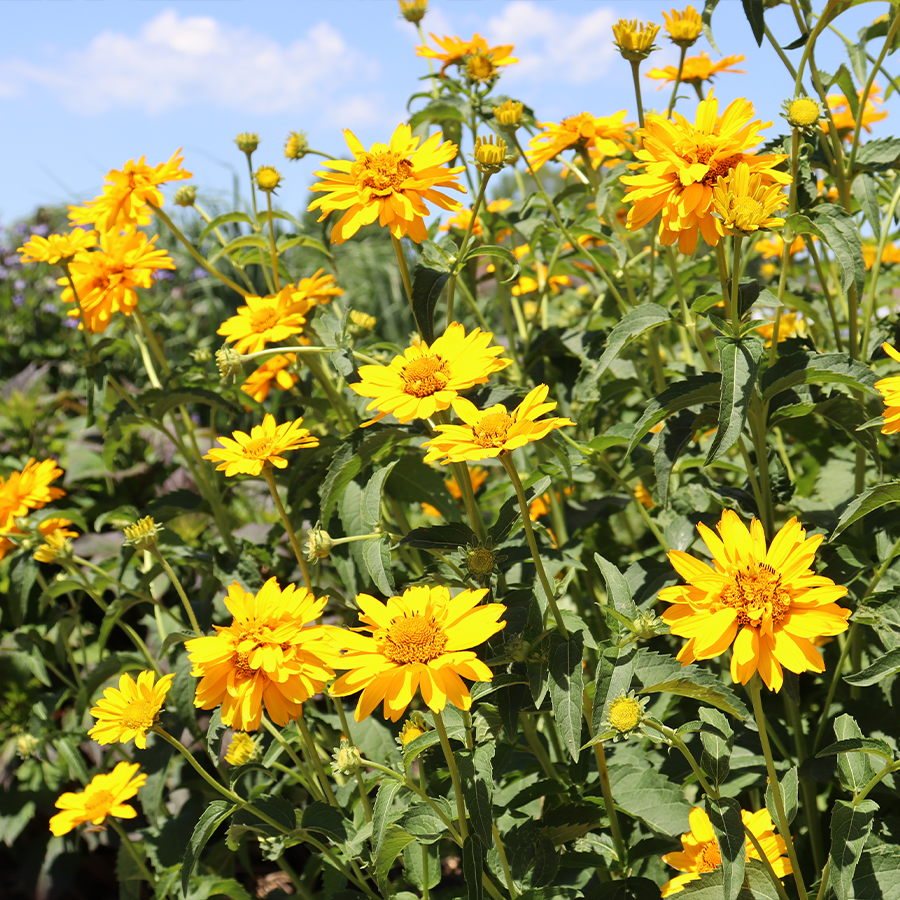 bright yellow blooms from false sunflower in a sunny garden